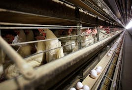 Chickens stand in their cages at a farm, Nov. 16, 2009, near Stuart, Iowa. More than 4 million chickens in Iowa will have to be killed after a case of