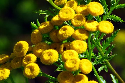 Plant with yellow circular blooms and green leaves in field.