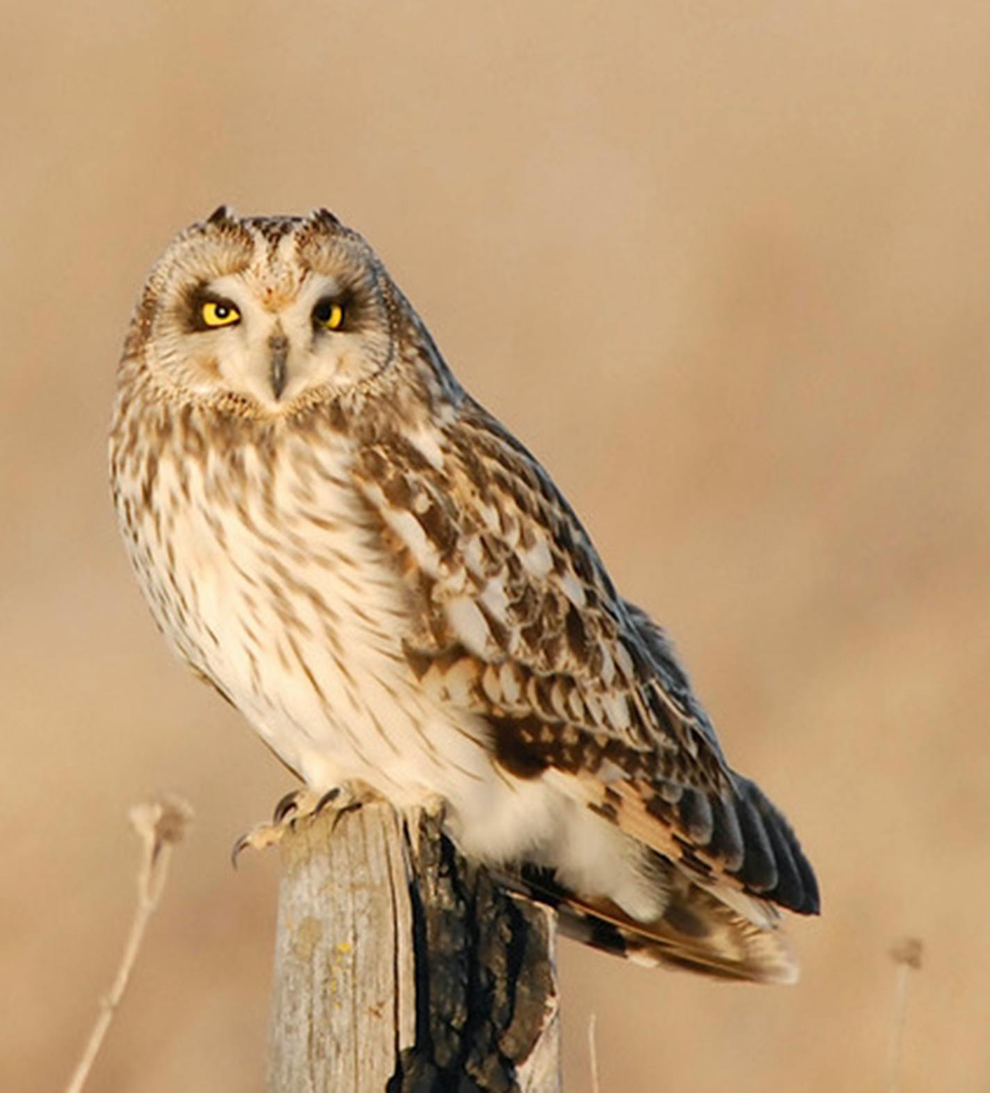 .Short-eared owl [Photo by Jim Williams]