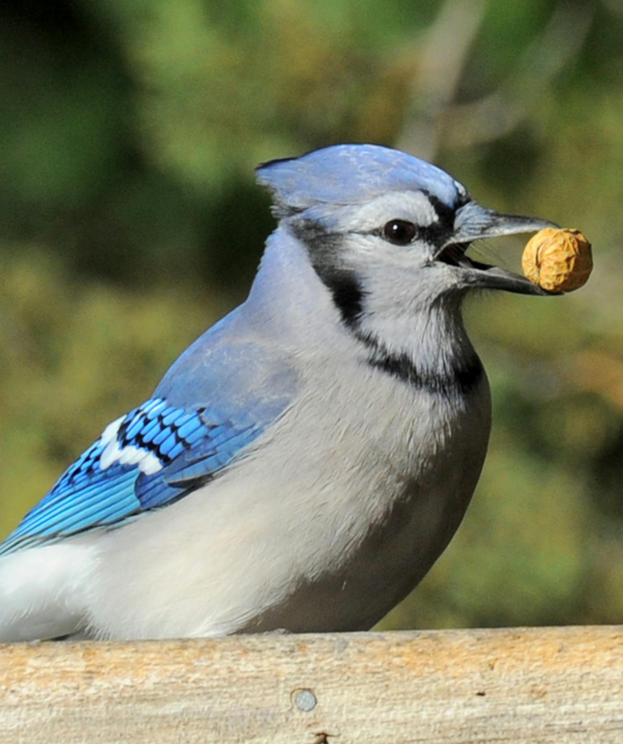 Photo by Jim Williams, special to the Star Tribune When they encounter a pile of peanuts, blue jays really do pick them up, one by one, to find and carry off the heaviest ones first.