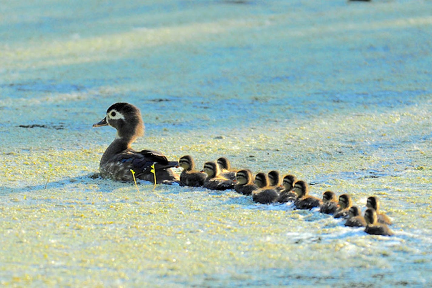 A wood duck with more than a dozen ducklings following her on a beach