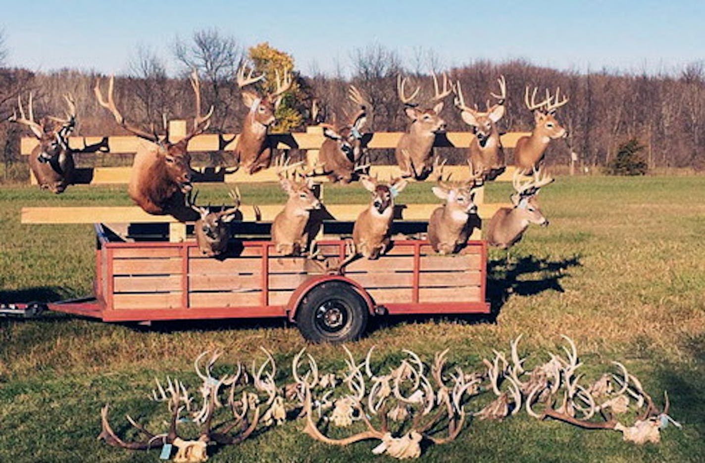 After years of investigation by conservation officials, four men have been charged for their roles in widespread illegal killing of trophy deer and other big game in western Minnesota. Some of the mounts seized in the extensive poaching case out of western Minnesota. (Provided by the Minnesota Department of Natural Resources) ORG XMIT: MIN1501201643094686