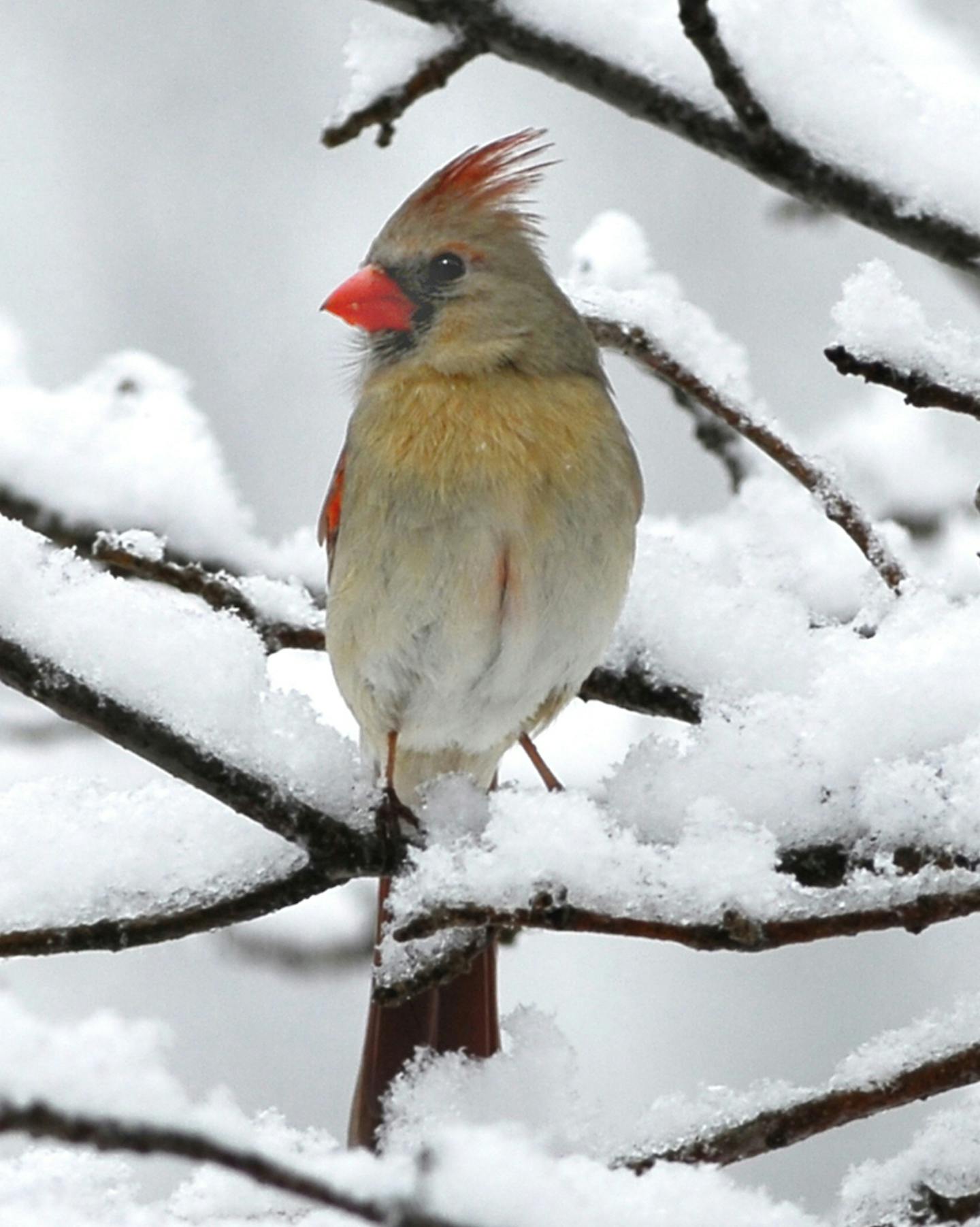 A female cardinal contemplates the snowy landscape.