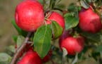 Honeycrisp apples first appeared in 1991.