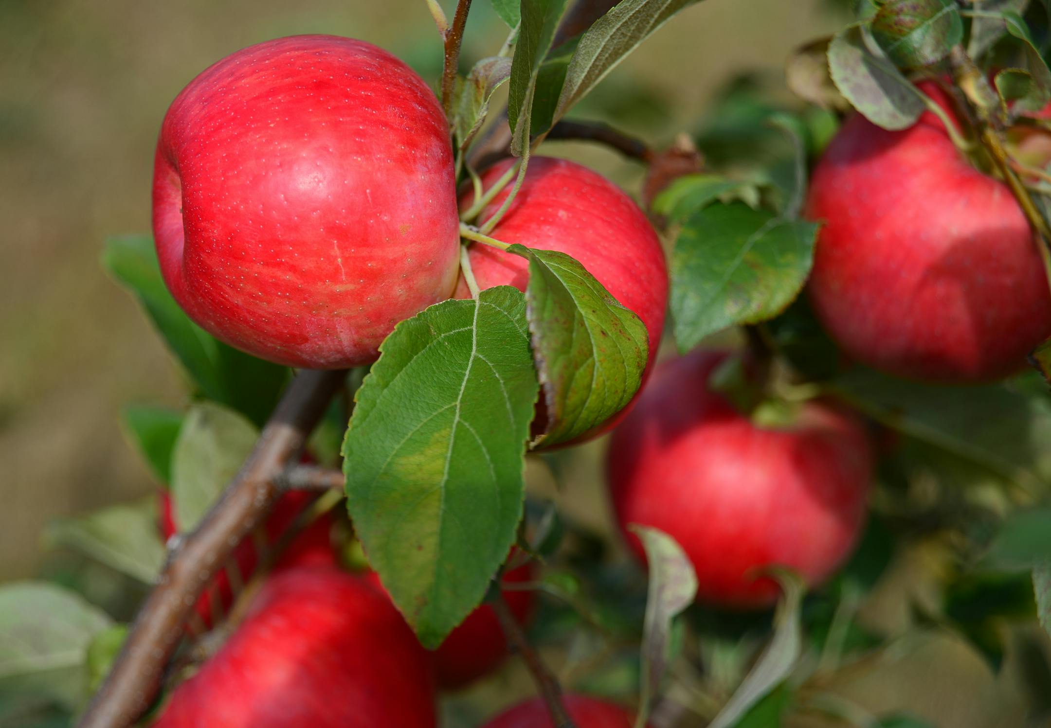 Honeycrisp apples first appeared in 1991.