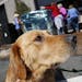 Kiki the Golden Retriever oversaw volunteers at Retrieve a Golden of the Midwest (RAGOM) on the afternoon they arrived in Minnesota after being rescue
