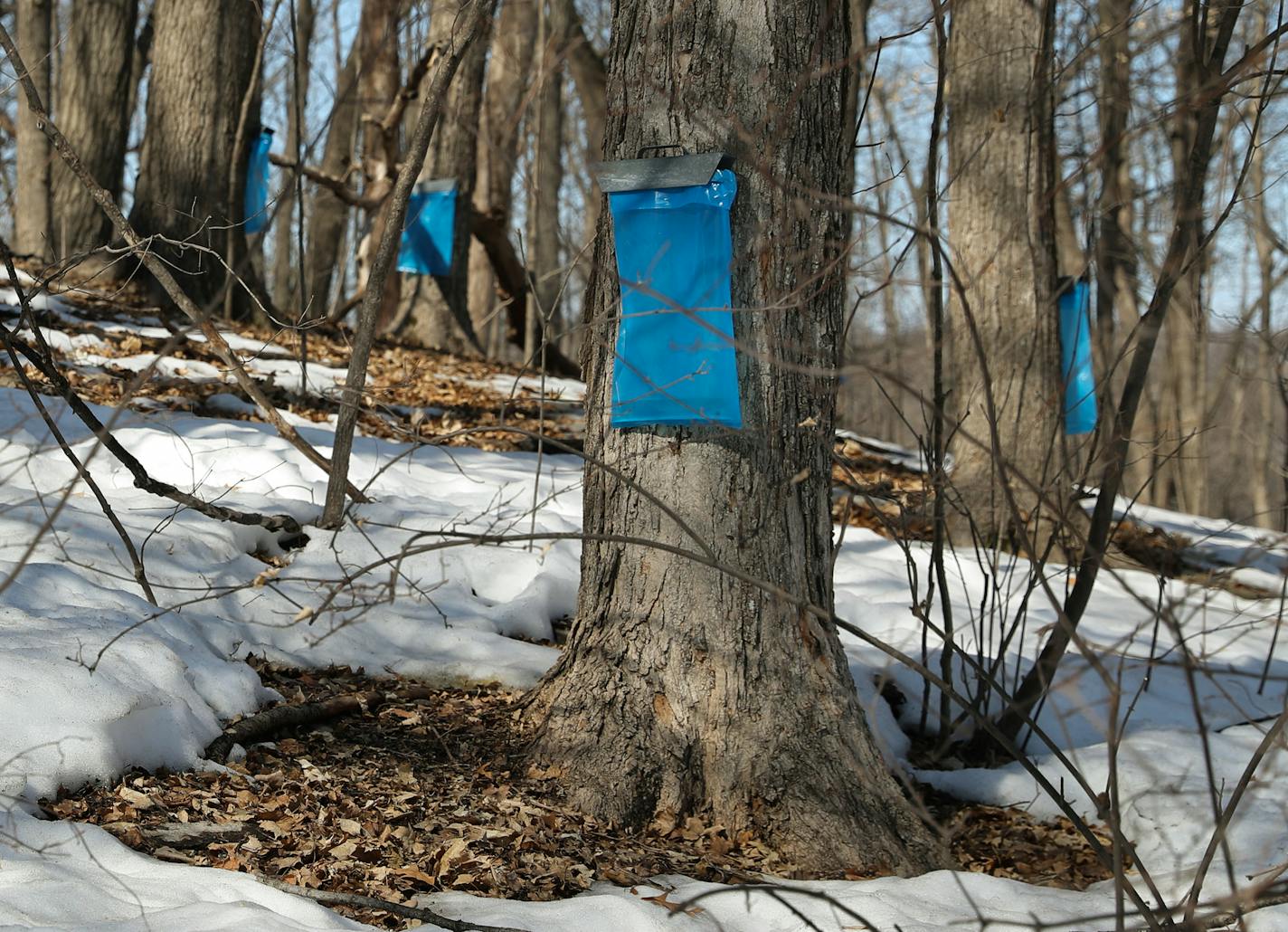 Sap dripped into a plastic bags from a taps in a group. of maple trees. Several methods of collecting sap are used at the Minnesota Landscape Arboretum, including buckets, bags, and an elaborate system of taps connected to a freeway of hoses that use gravity to deliver the liquid into large metal tubs. ] Shari L. Gross &#x2022; shari.gross@startribune.com Sap is running like mad from the maple trees at the Minnesota Landscape Arboretum, following a year when it barely registered. We take a look