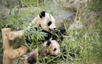 Panda cub Yuan Meng, which means "the realization of a wish" or "accomplishment of a dream", is pictured with her mother Huan Huan at the Beauval Zoo,