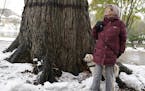 Retired University of Minnesota researcher and educator Kyla Wahlstrom has long admired a giant elm tree in her neighborhood between Lake of the Isles
