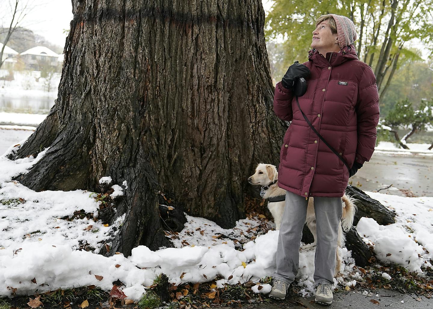 Retired University of Minnesota researcher and educator Kyla Wahlstrom has long admired a giant elm tree in her neighborhood between Lake of the Isles and Cedar Lake as she's gone on regular walks. Recently the tree, a 195-year old, 16 foot diameter elm, was marked for execution by the city after testing positive for Dutch elm disease. Wahlstrom successfully lobbied for the tree to be treated and saved and recently the city relented. She was seen with the family dog Bailey, a miniature golden re