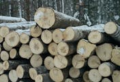 The Minnesota Department of Natural Resources has had $22 million in federal wildlife habitat grants put on hold for violating logging regulations.