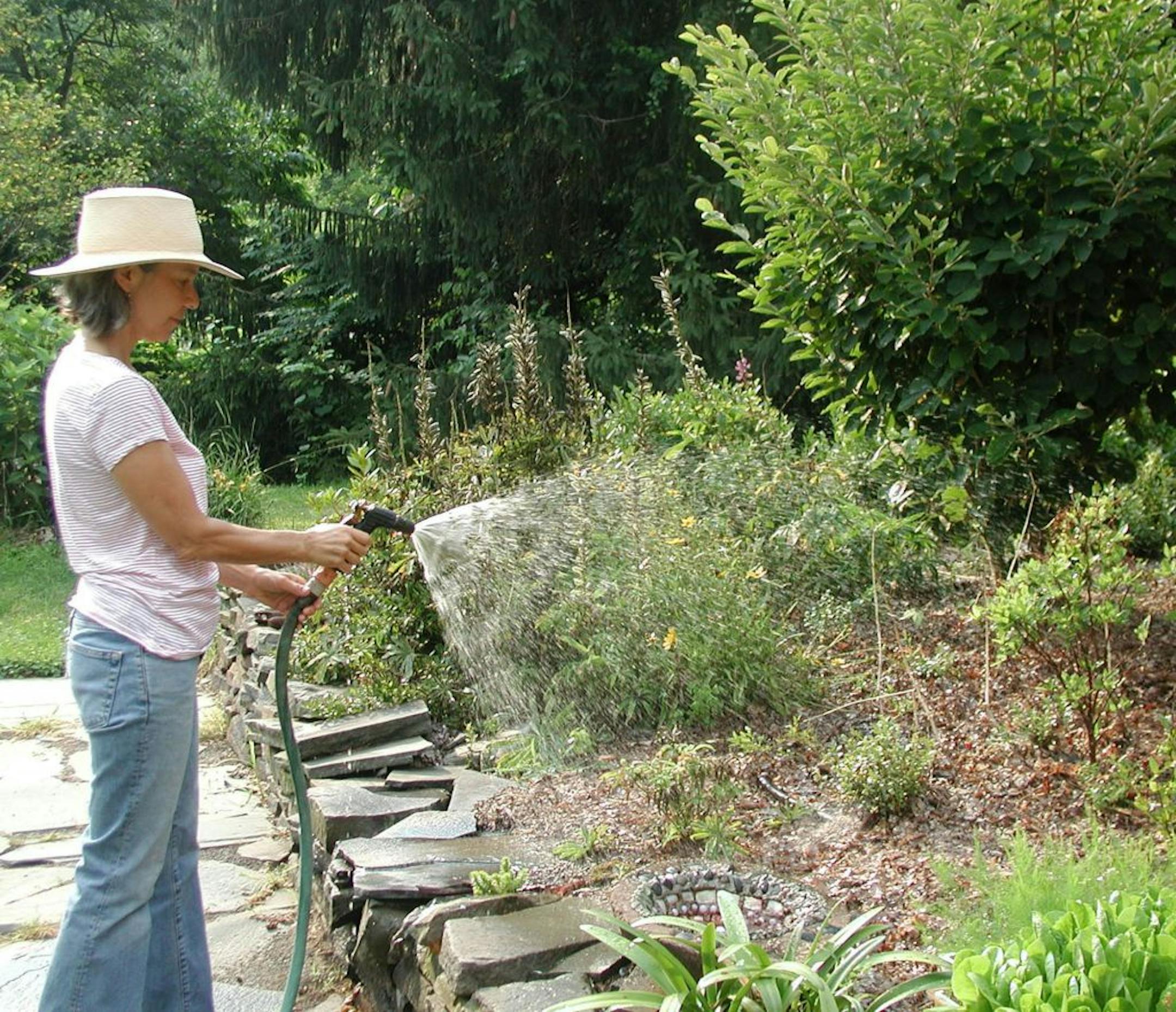 Consistent watering helps plants deal with the stress of high temperatures when there's no rain. It's most efficient to water early in the day.