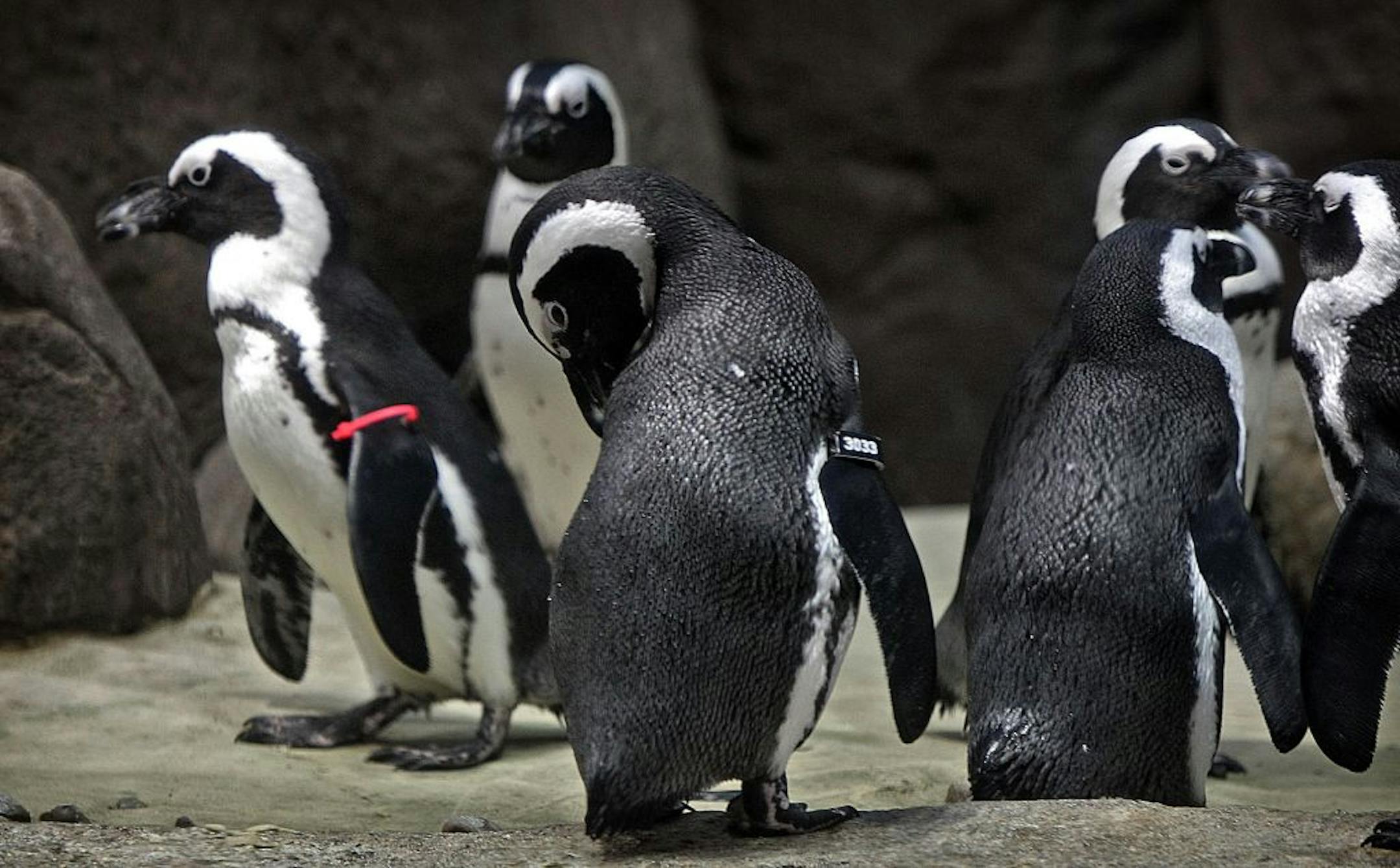 A penguin from Minot (left, pink arm band) waited to be fed alongside other penguins who live at the Minnesota Zoo.