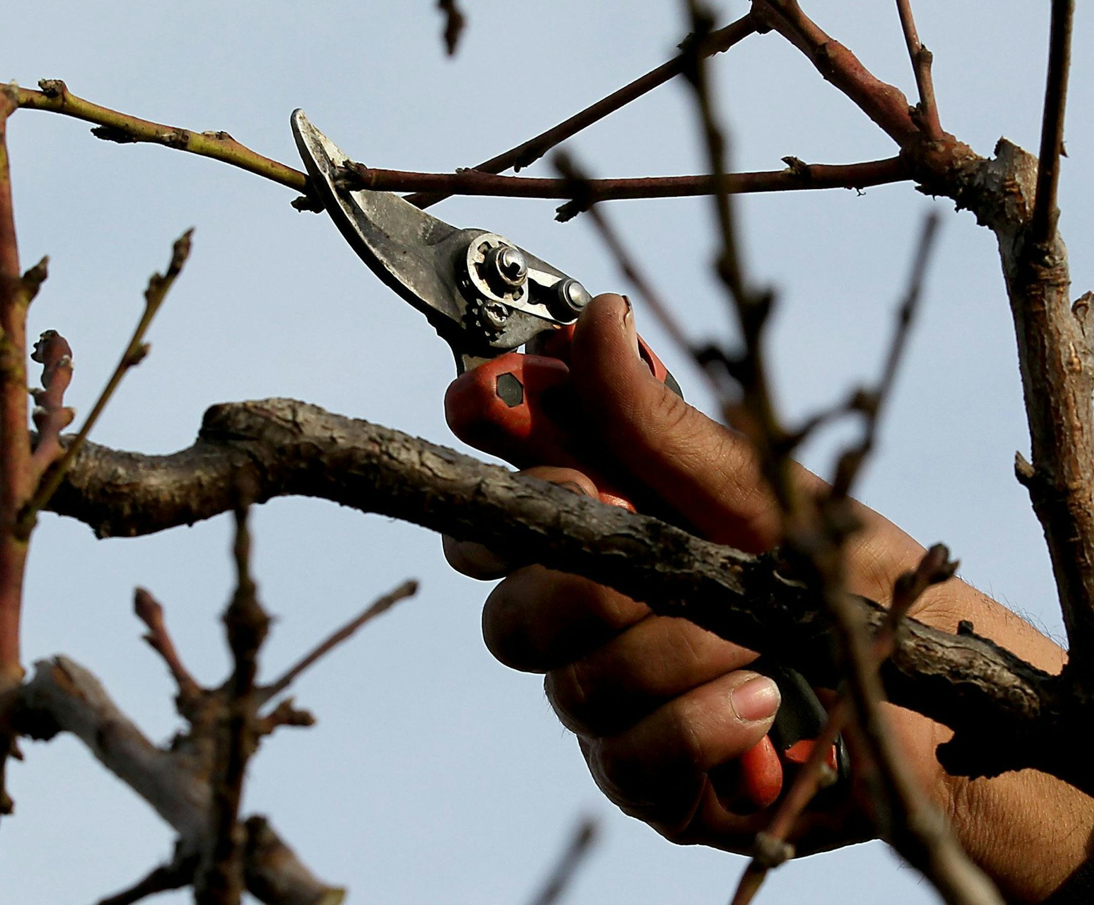 An employee of Island Mountain Tree and Plant Services prunes a peach tree in a Torrance, Calif., backyard in preparation for springtime growth. (Luis Sinco/Los Angeles Times/MCT) ORG XMIT: 1148411