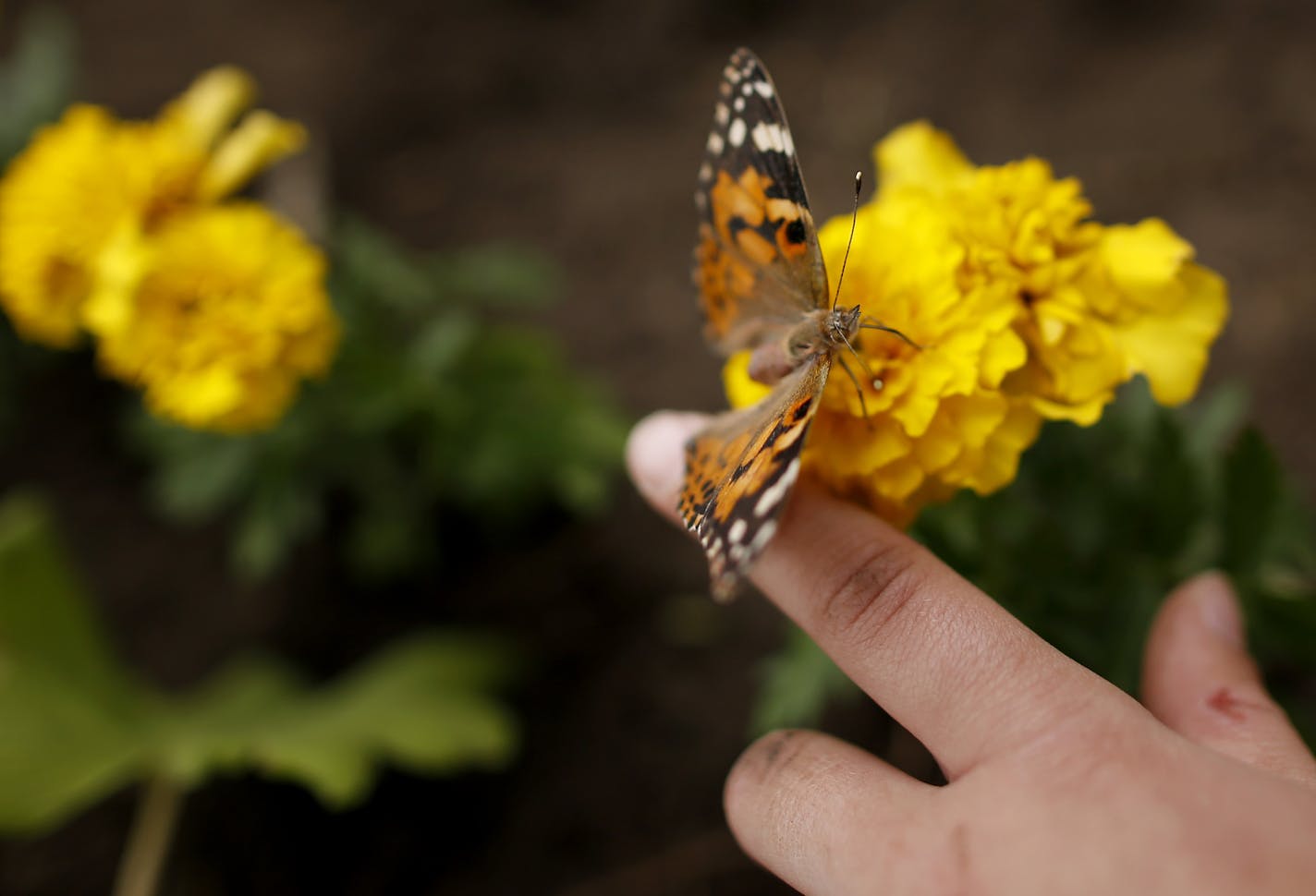 Adalyn Schoen, 7, placed a butterfly on a flower to release it at Lawshe Park in South St. Paul on Monday. ] CARLOS GONZALEZ cgonzalez@startribune.com June 3, 2013, South St. Paul, Minn., South St. Paul Girl Scouts are capping a service project by planting a butterfly garden in a city park and releasing scores of butterflies.