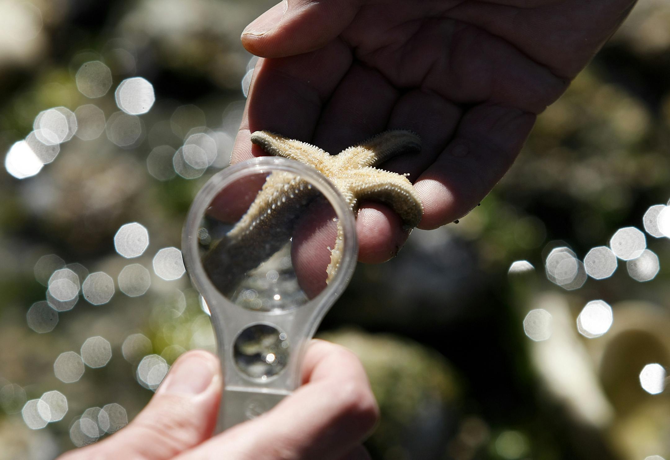 FILE - In this July 30, 2015 file photo, a healthy sea star is seen under a magnifying glass during a survey to determine the health of local sea star populations at Camano Island State Park in Washington state. Researchers in Oregon and Northern California are finding that droves of baby sea stars are returning to the shores after whole populations of starfish along the West Coast were decimated by a wasting disease over the last two years. (Ian Terry/The Herald via AP, File) MANDATORY CREDIT