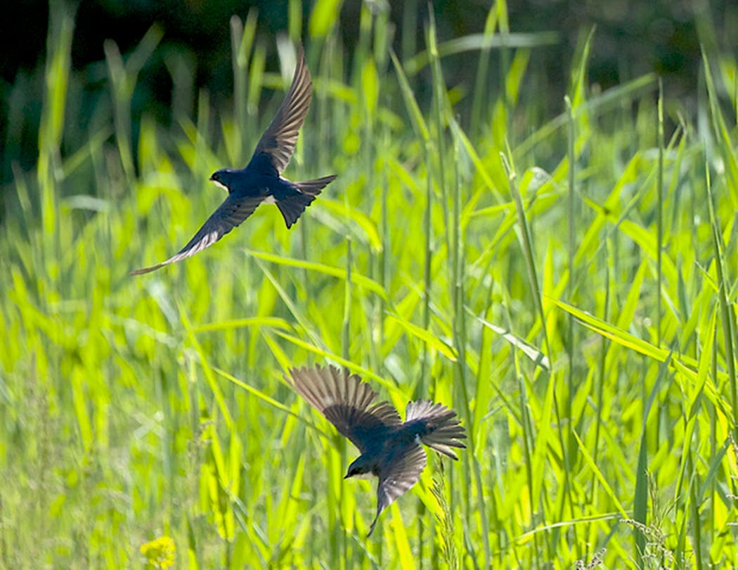The tree swallows interact near the nest box, perhaps to strengthen the pair bond.