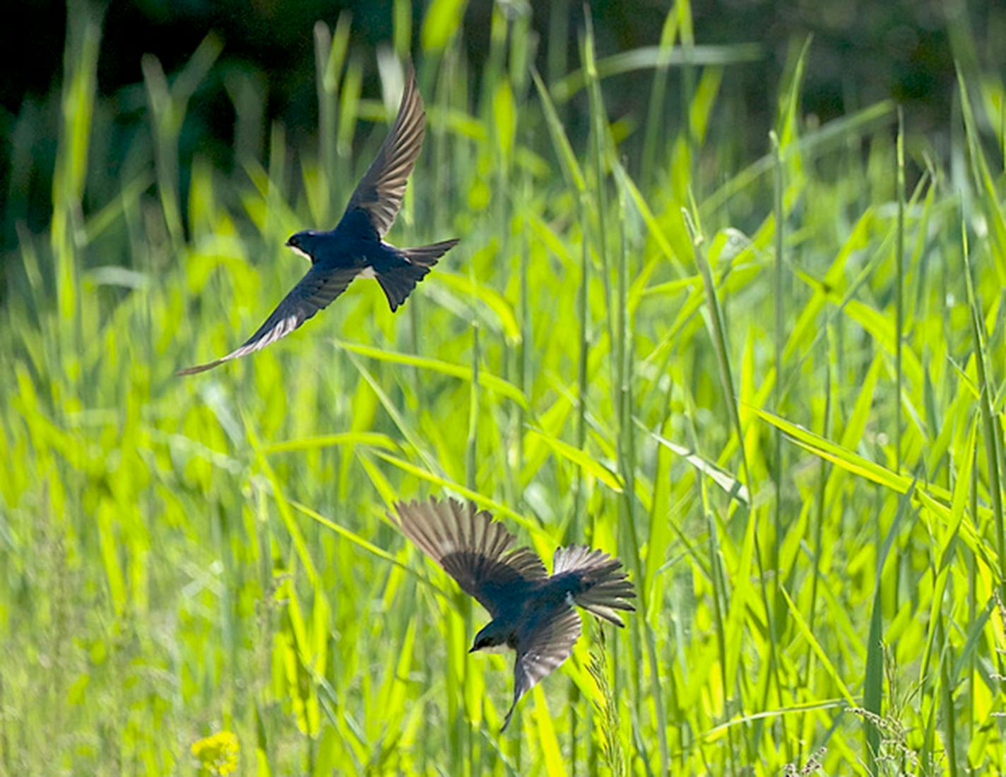 A pair of tree swallows in flight with tall grass in the background.