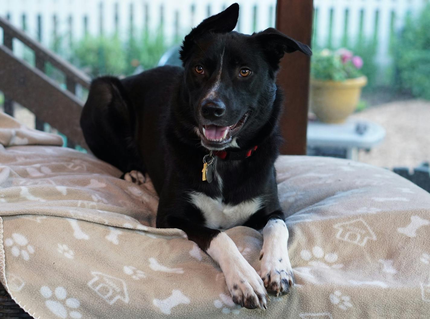 When we left for the weekend, Angus was hanging out on the back porch peacefully. But still I fretted about how he and the pet sitter would get along.