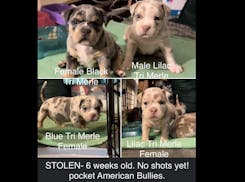 This notice about the stolen American Merle Bully puppies is making the rounds on social media.