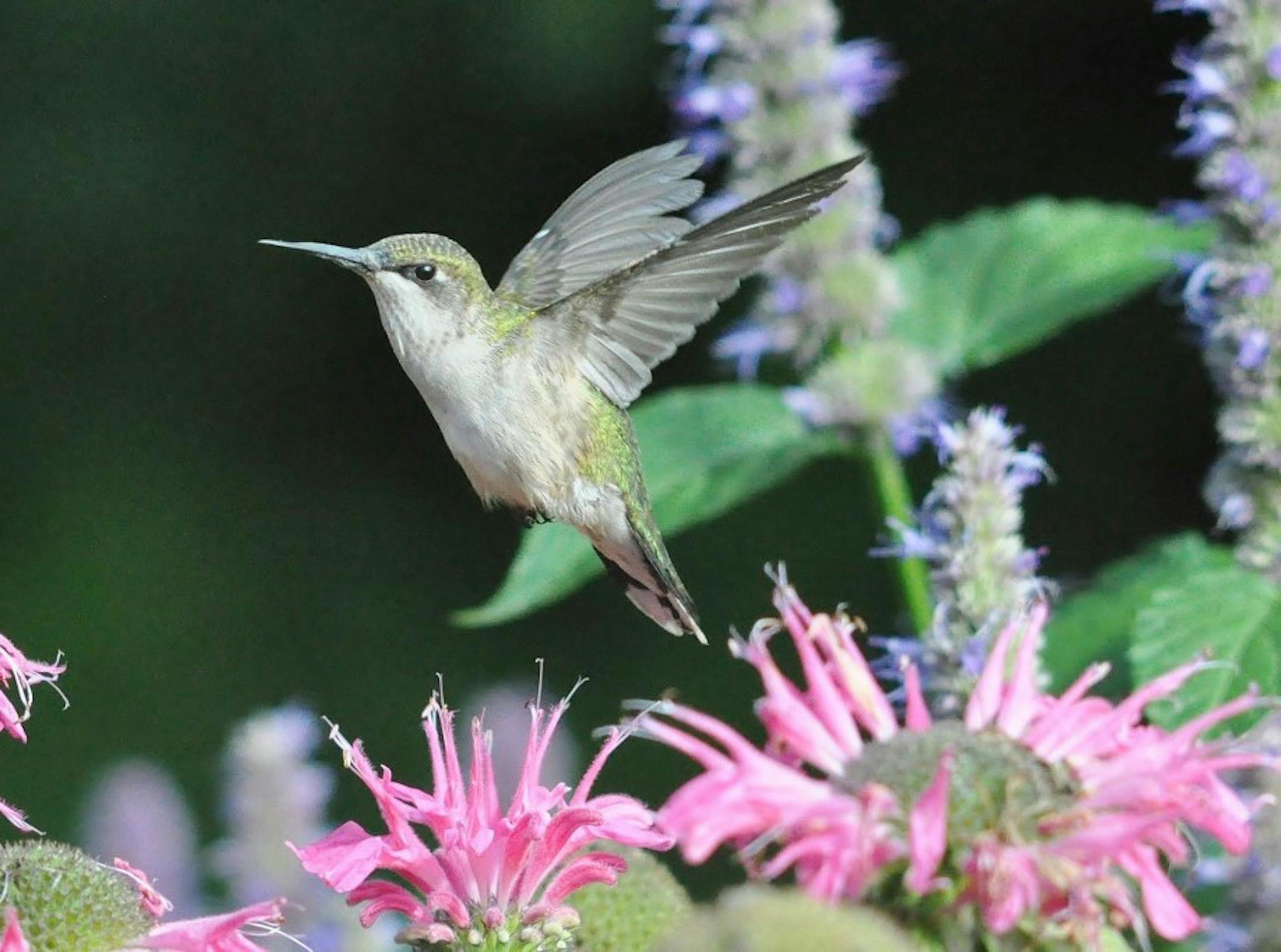 Photos by Beth Siverhus
A young (note shortish beak) ruby-throated hummingbird prepares to lap up some nectar.