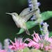 Photos by Beth Siverhus
A young (note shortish beak) ruby-throated hummingbird prepares to lap up some nectar.