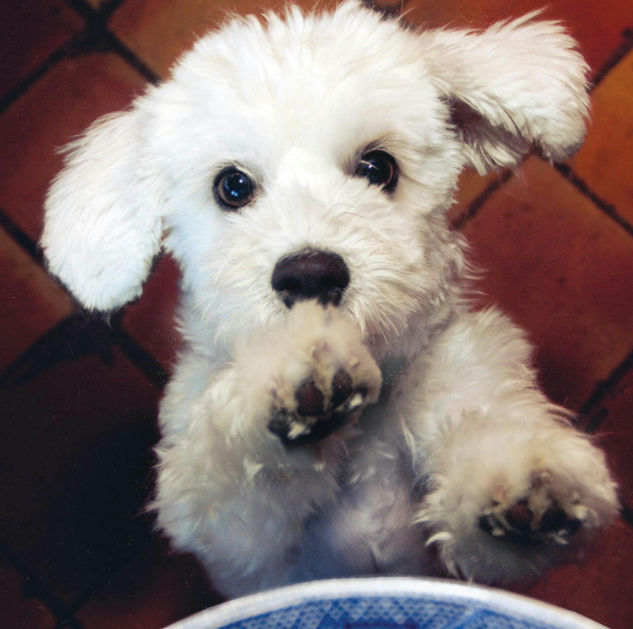 "Love Me, Feed Me: Sharing With Your Dog the Everyday Good Food You Cook and Enjoy," by Judith Jones