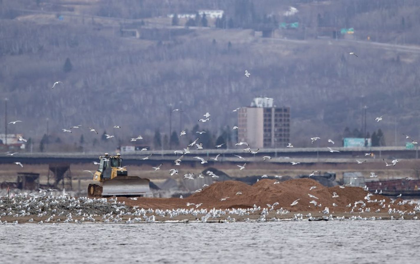 Birds flocked around Interstate Island while construction workers distributed dirt around the island on Wednesday, April 15, in an effort to double the size of the island and expand the last nesting site of the common tern.