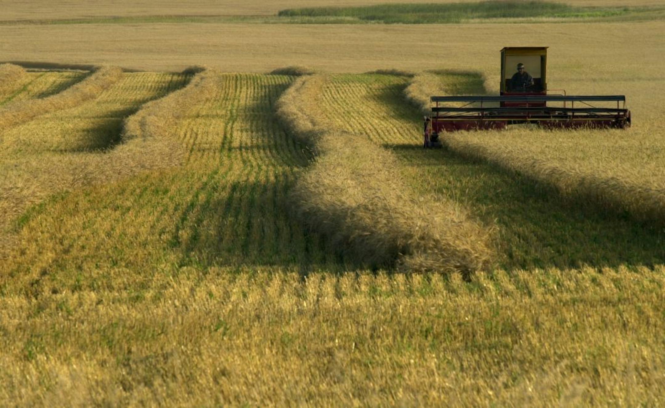 A wheat field near Fargo, N.D. U.S. farmland costs may fall as much as 15 percent, researchers said.