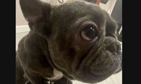Law enforcement is still looking for this valuable French bulldog that was taken off the owner’s front porch in Maplewood in May.