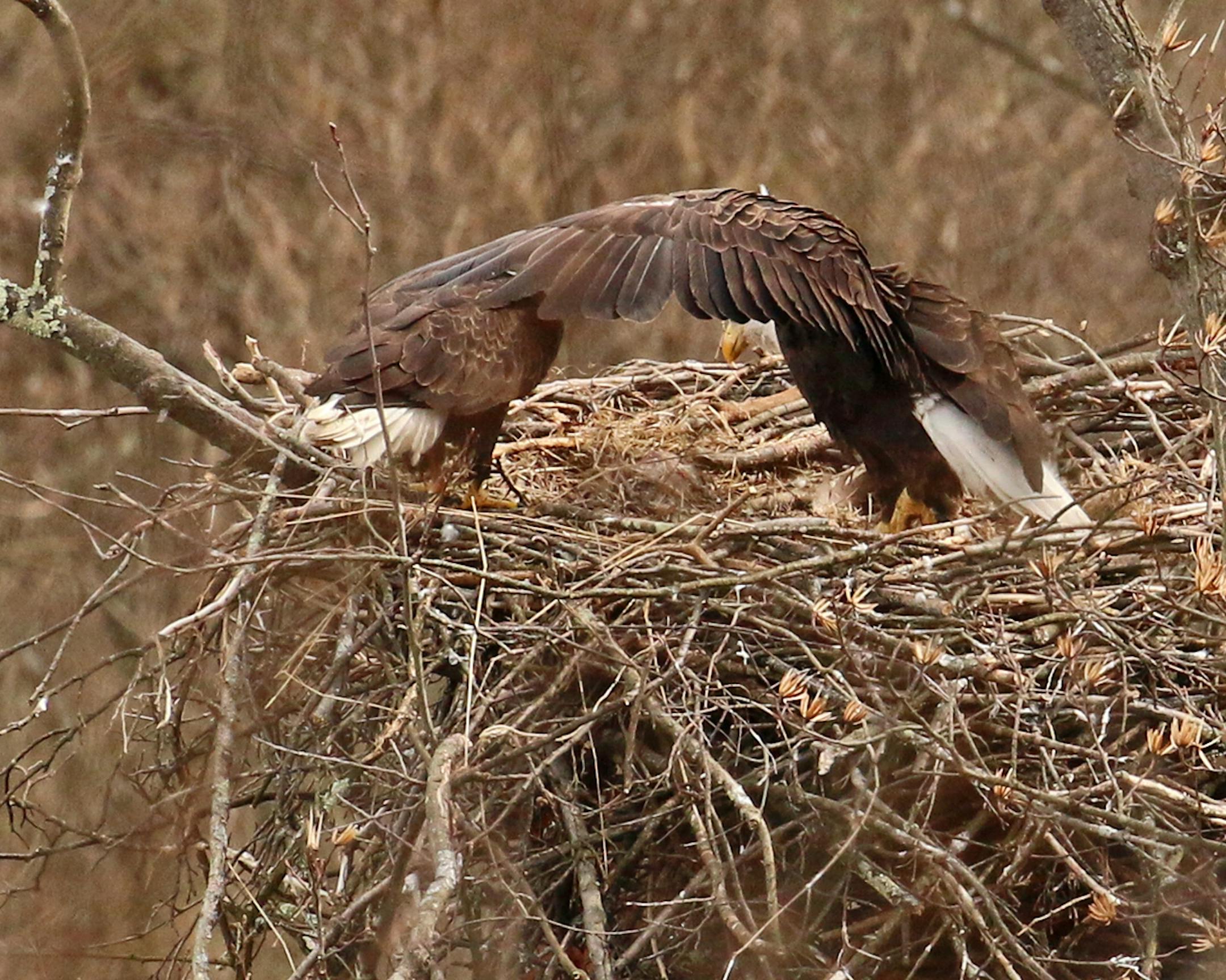She stretches out a wing toward her mate.Photo by Phyllis Terchanik ONE-TIME USE ONLY WITH VAL's Column