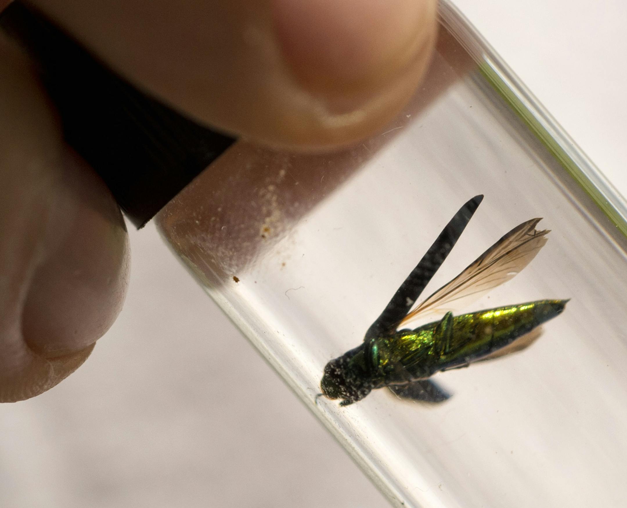 An emerald ash borer suspended in alcohol-based hand sanitizer. Jon Osthus with the Minnesota Department of Agriculture prepared an ash tree bolt, a piece of ash tree filled with 65 pre-pupate wasps that were injected into host emerald ash borers. The parasite wasps will kill the borers and hopefully populate areas infected with the borers, killing them as they breed. Tuesday, July 2, 2013 ] GLEN STUBBE * gstubbe@startribune.com ORG XMIT: MIN1307021536191130