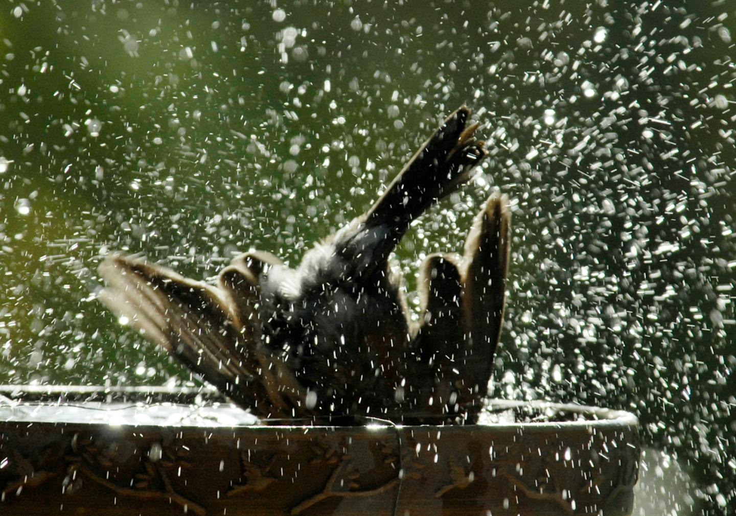 A robin bathes.