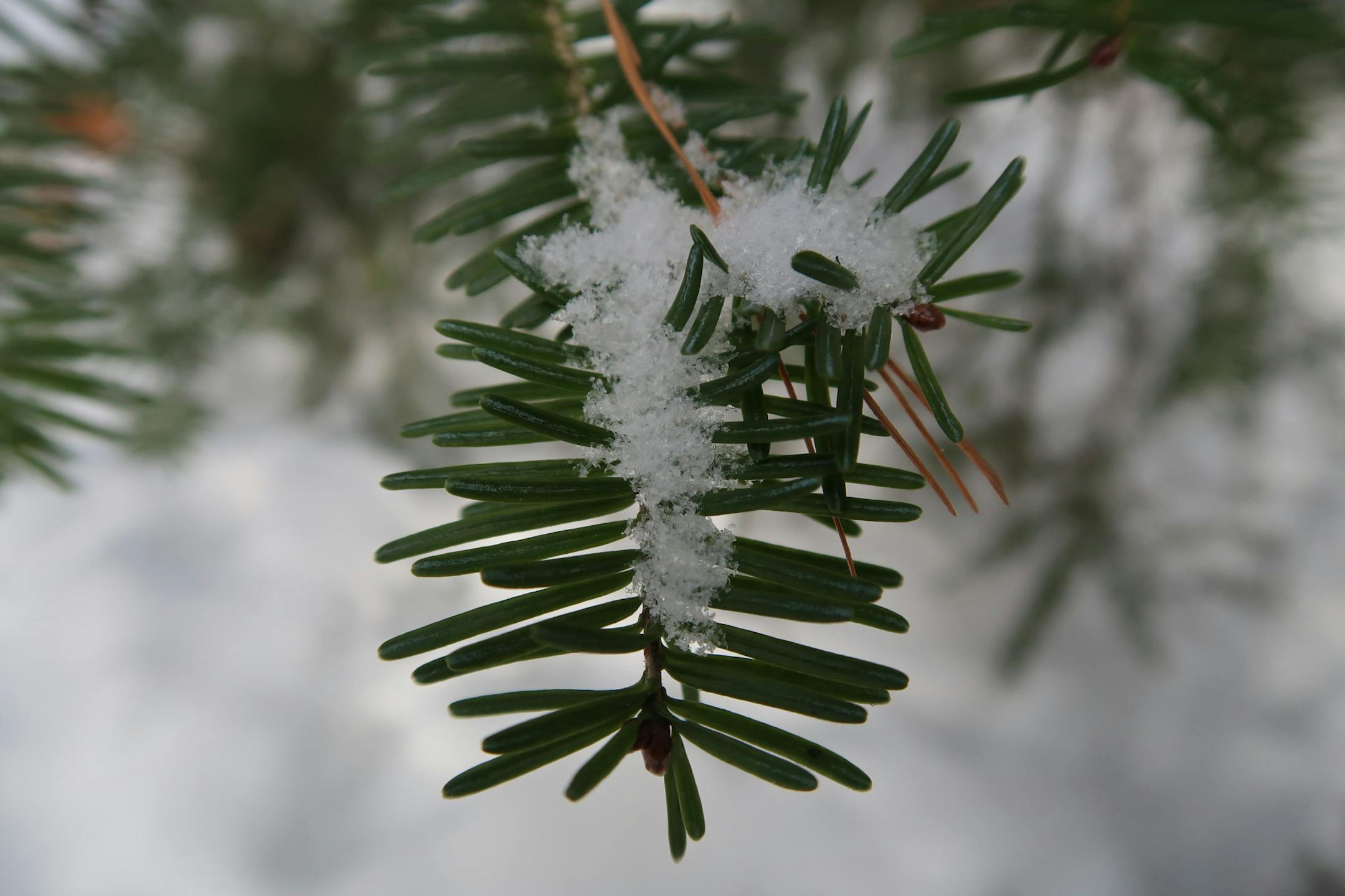 Snow weighs down needles of a pine tree near Bearskin Lodge, on Minnesota's Gunflint Trail. Photo by Kerri Westenberg/Star Tribune
