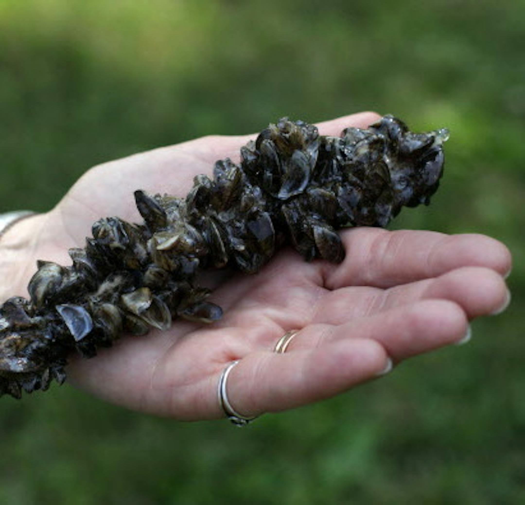 Dead Zebra Mussels displayed at a press conference on Thursday morning at Riverfront Regional Park. ] The Minnesota Department of Natural Resources is ramping up enforcement of aquatic invasive species. MONICA HERNDON monica.herndon@startribune.com Fridley, MN 07/10/14 ORG XMIT: MIN1407101218140722
