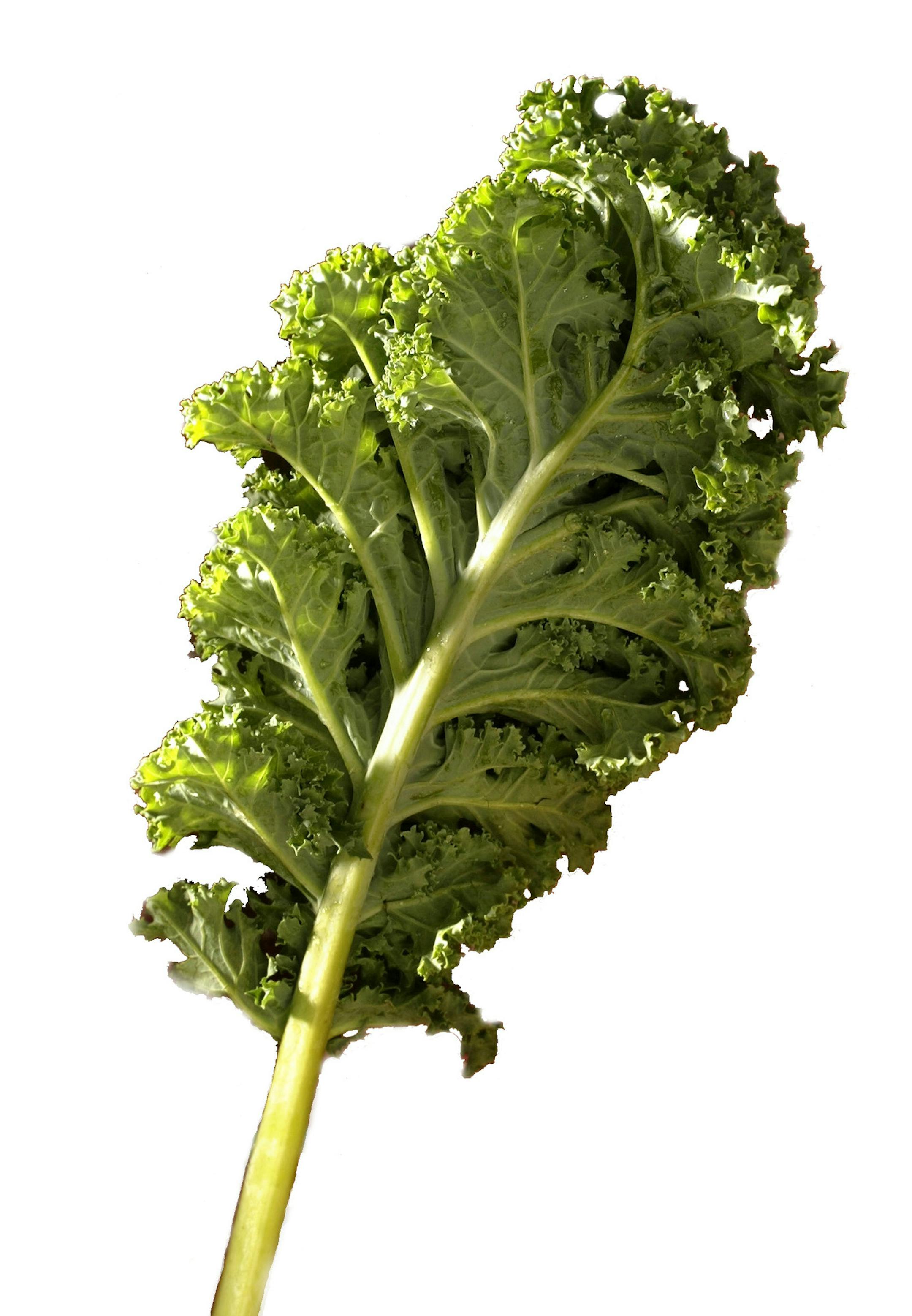 Shoot photo illustration of Kale, Chards and spinach for cover story on Fall greens to put on your menu.