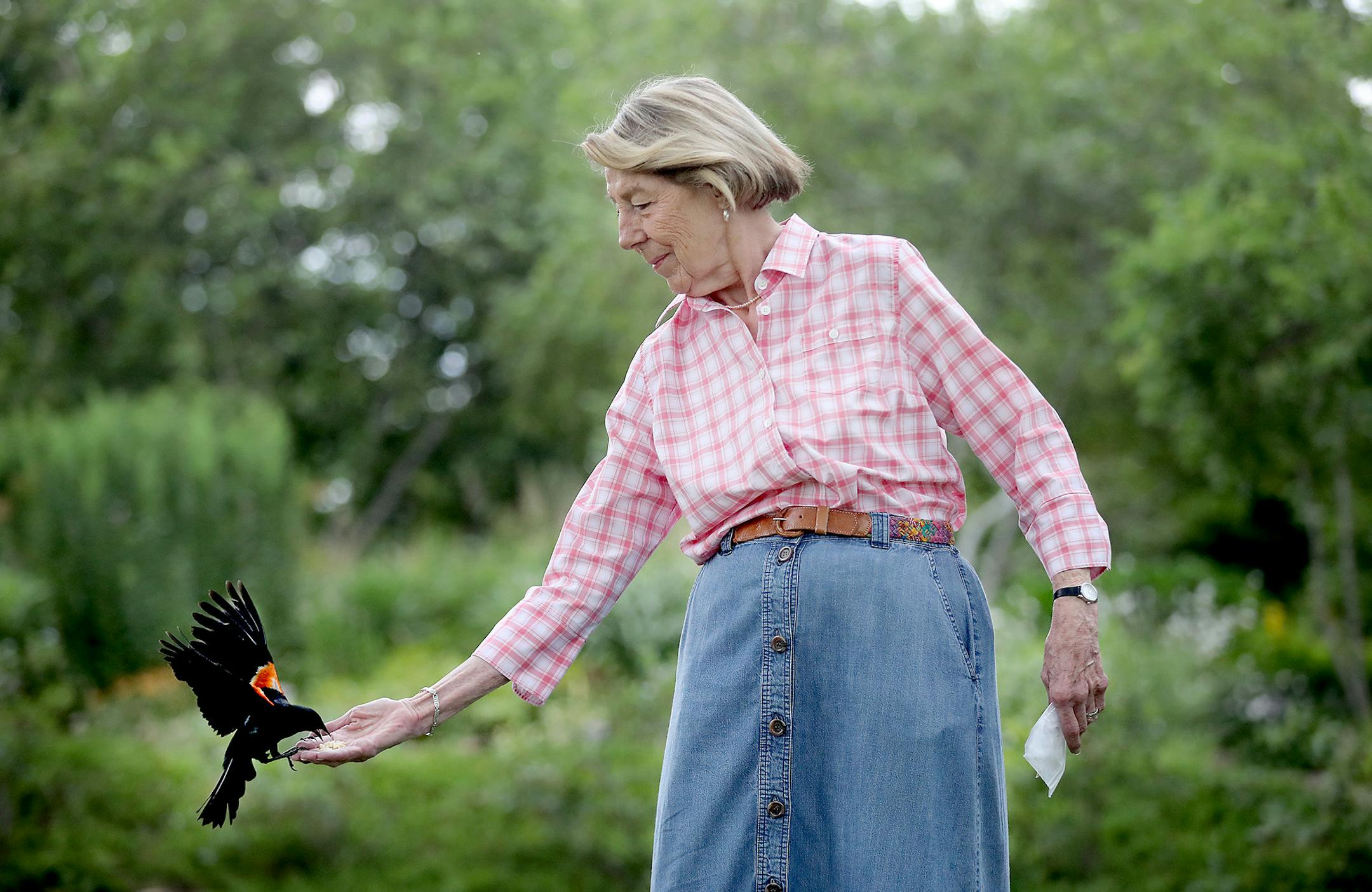 Red-winged blackbirds are favorites of Nancy B. Miller, who feeds them slightly crushed peanuts she&#x2019;s washed and oven-dried.