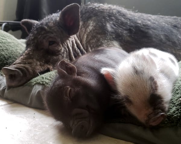 A mother pig and her piglets rest at the home of Larry Johnson. (Photo Courtesy Larry Johnson)