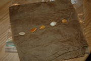 Seeds, a damp paper towel and a plastic bag are all you need to test the viability of stored seeds.