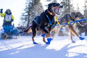 Colleen Wallin and her sled dog team are regulars in the annual John Beargrease Sled Dog Marathon. With very little snow so far this year, the race’