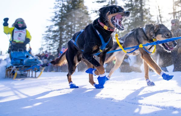 Colleen Wallin and her sled dog team took off first from the start line of the John Beargrease Sled Dog Marathon in Duluth in 2023.