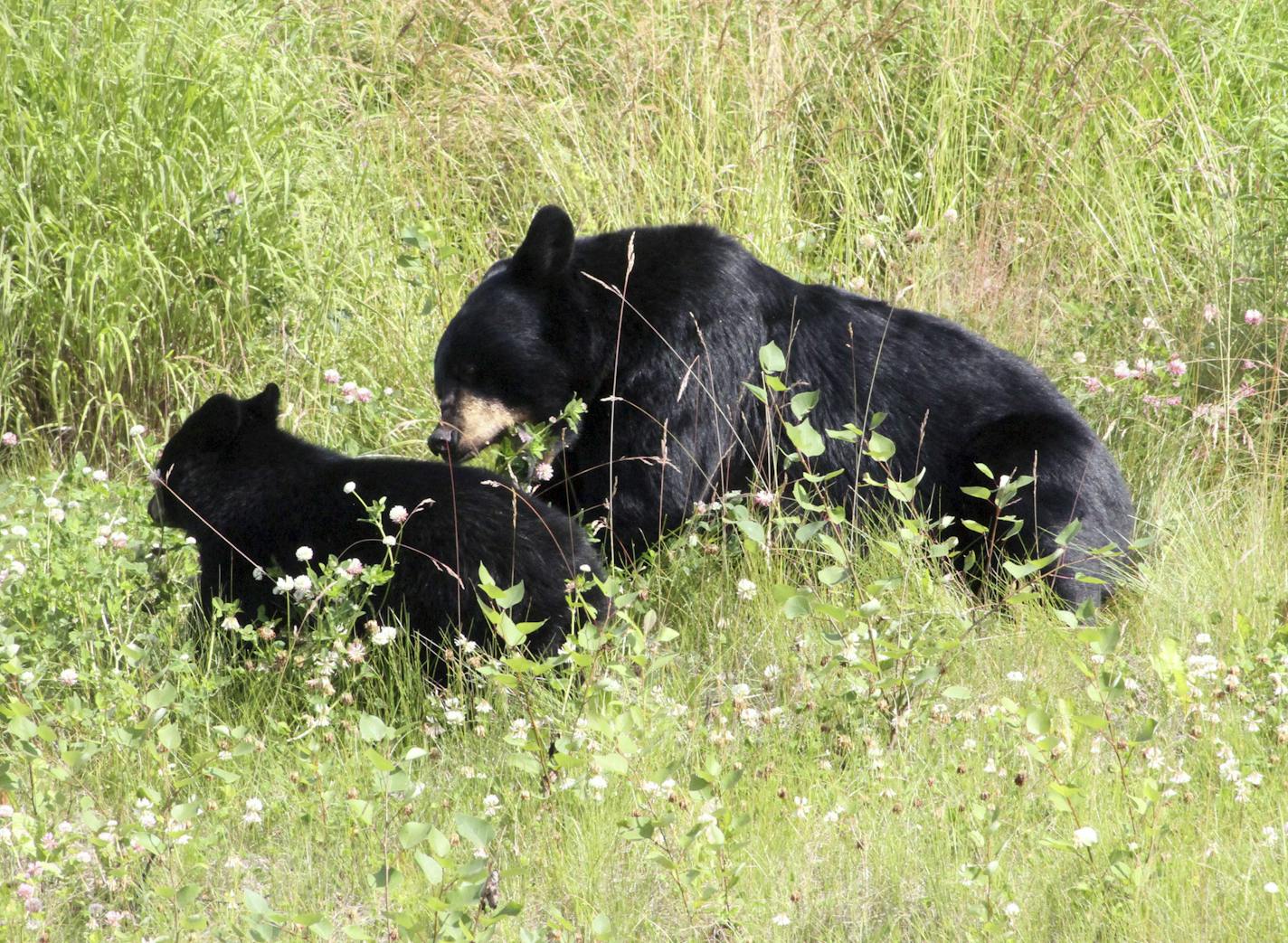 A black bear and cub share a spot in tall grass off a road within Joint Base Elmendorf-Richardson in Anchorage, Alaska, on Tuesday, Aug. 8, 2017. Two other cubs were playing nearby. (AP Photo/Mark Thiessen)