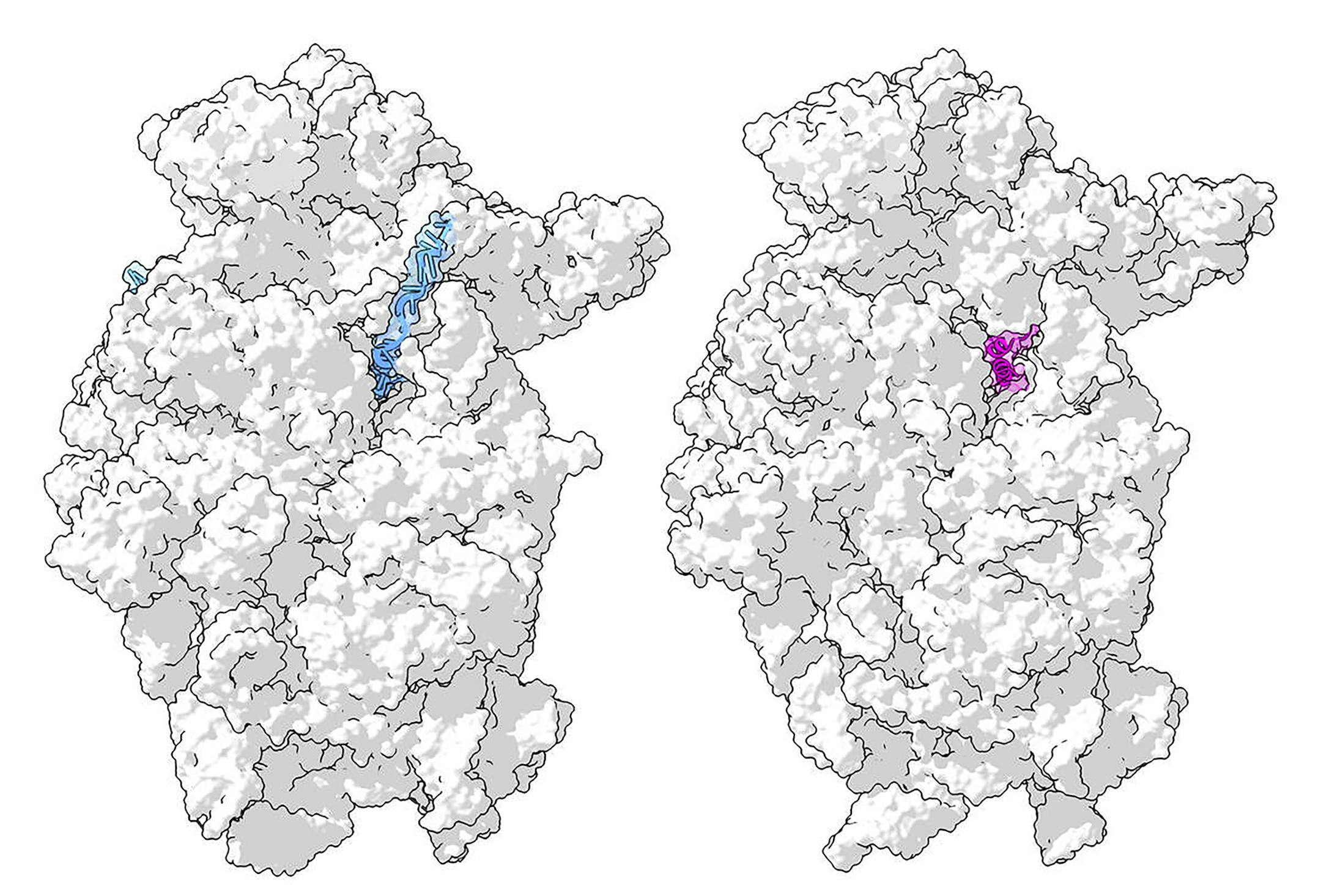 An image provided by Christopher Lapointe, Stanford University School of Medicine. Ribosome models by Angelita Simonetti et al., Cell Reports and Matthias Thoms et al., Science shows a ribosome with RNA, in blue, and with Nsp1, in pink. Scientists around the world have captured detailed images of the coronavirus. (Christopher Lapointe, Stanford University School of Medicine. Ribosome models by Angelita Simonetti et al., Cell Reports and Matthias Thoms et al., Science via The New York Times) -- M