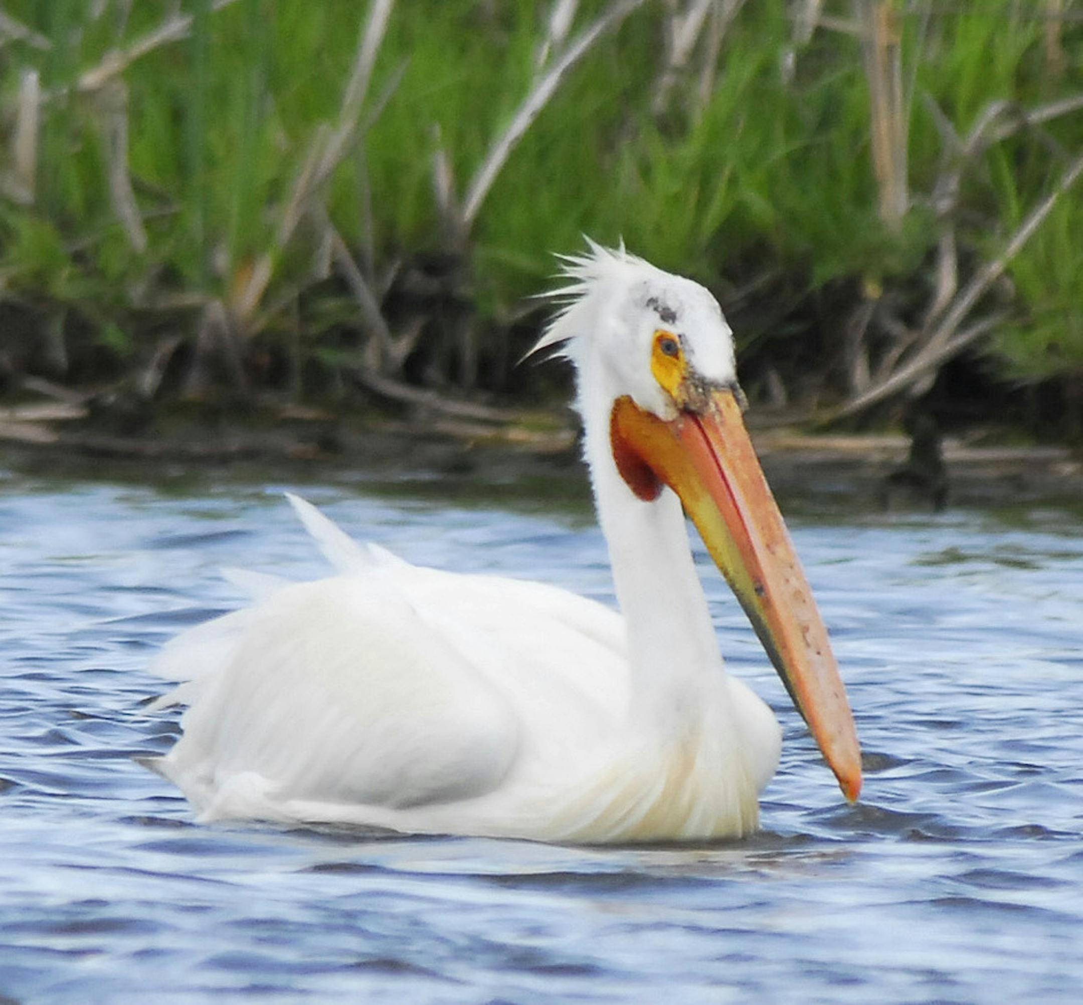 American white pelican
credit: Jim Williams