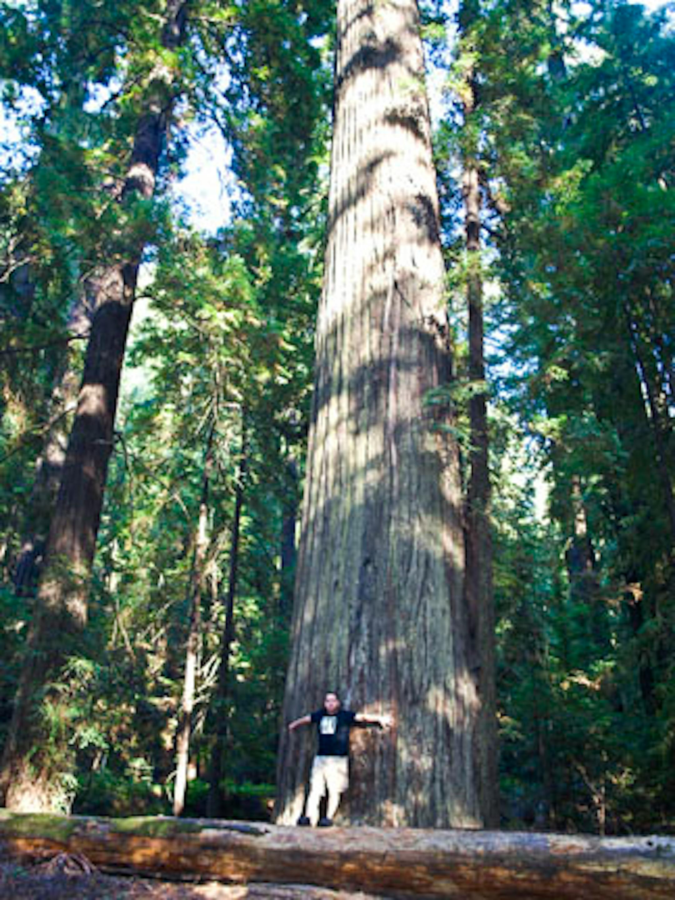 Karl standing next to one of the "large" Redwoods