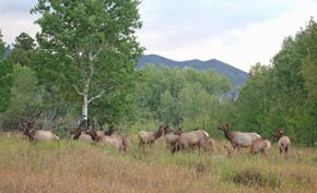 A harem of elk in Rocky Mountain National Park.
