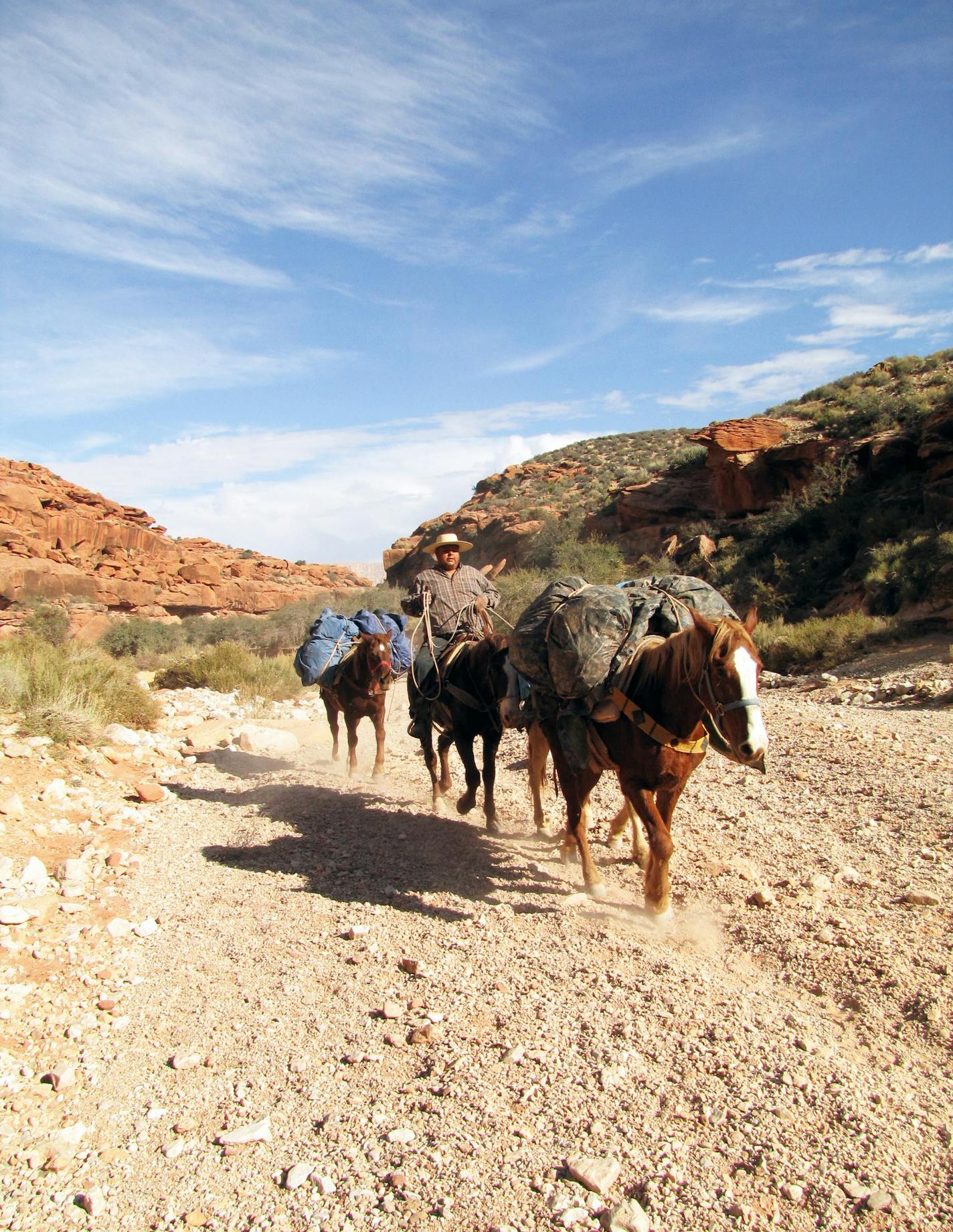 Pack horses carried tourists&#x2019; camping gear into Havasu Canyon, guided by a member of the Havasupai tribe.