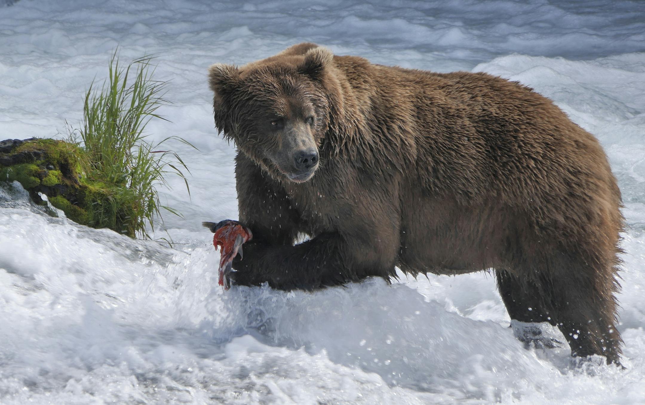 Brown bear catching salmon in Brooks Falls Katmai National Park and Preserve in "Wild Alaska Live." Credit: Courtesy of Gareth Wildman