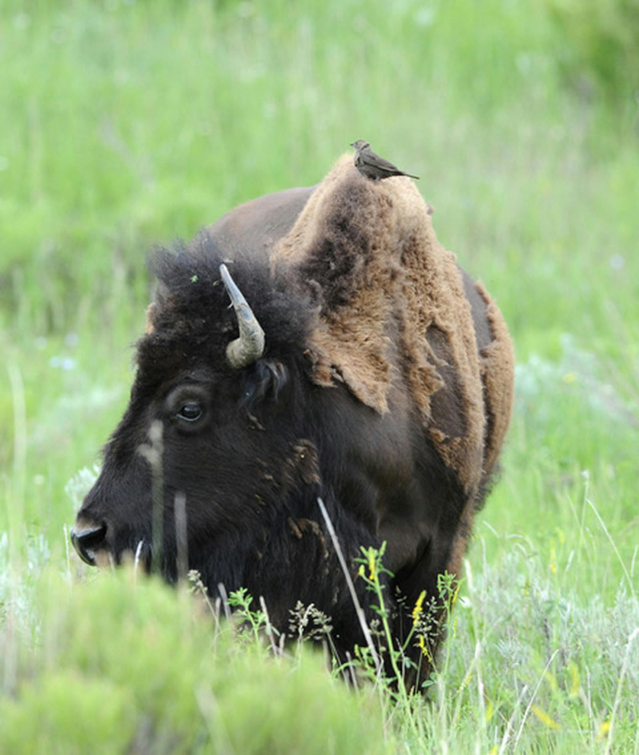 A female cowbird perches on a bison, an old ally