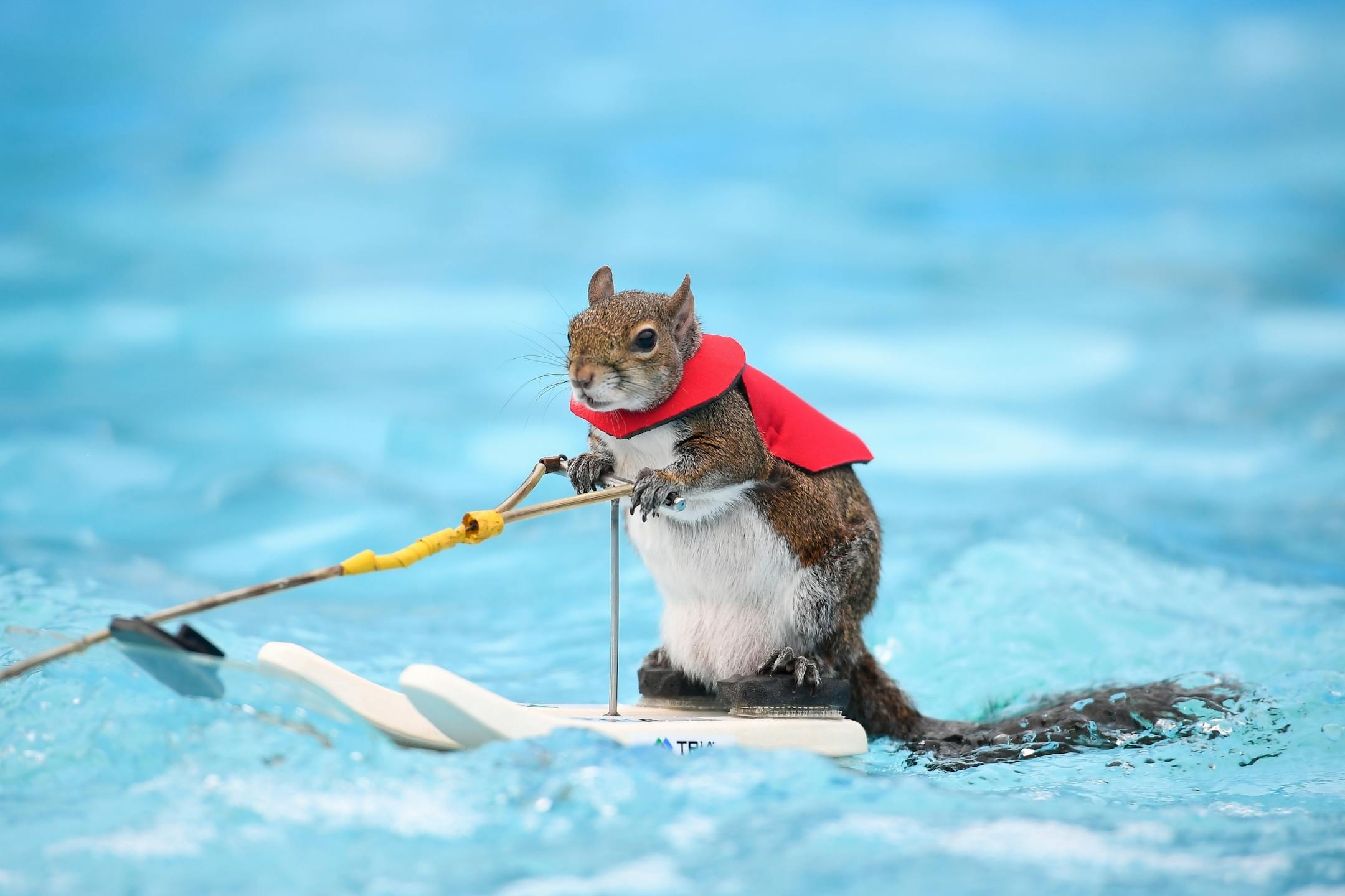 Twiggy, the water-skiing squirrel, performed Thursday, July 19, 2018 outside US Bank Stadium as part of X Fest. The squirrel, the 7th in a line of Twiggies going back to the late 1970s, is on a farewell tour due to the retirement of its owner, Lou Ann Best. She started performing with water-skiing squirrels with her husband, Chuck Best, who died in a downing accident in 1997. Lou Ann spends a substantial part of her performance educating spectators about water safety.